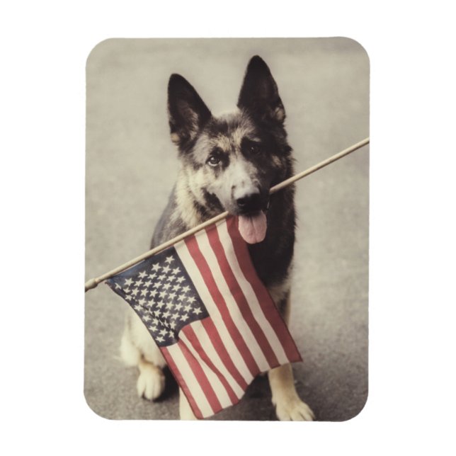 German Shepherd With US Flag Magnet (Vertical)