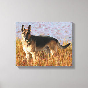 German Shepherd Wrapped Canvas Print