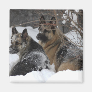 German Shepherds Best Friends Magnet