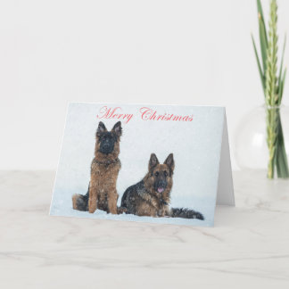 German shepherds in the snow christmas card. holiday card