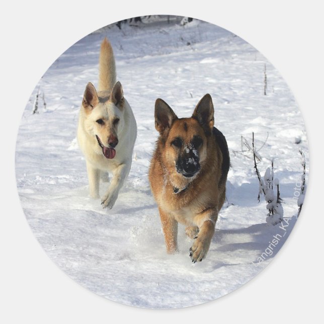 German Shepherds Running in the Snow Classic Round Sticker (Front)