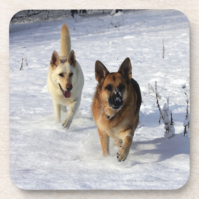 German Shepherds Running in the Snow Coaster (Front)