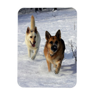 German Shepherds Running in the Snow Magnet