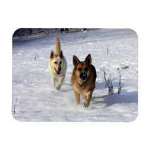 German Shepherds Running in the Snow Magnet