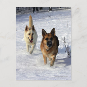 German Shepherds Running in the Snow Postcard