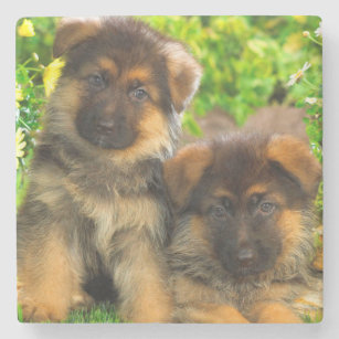 German Shepherd Drink Beverage Coasters Zazzle Uk German Shepherd Drink Beverage Coasters Zazzle Uk