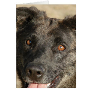 German Sherpherd Mix