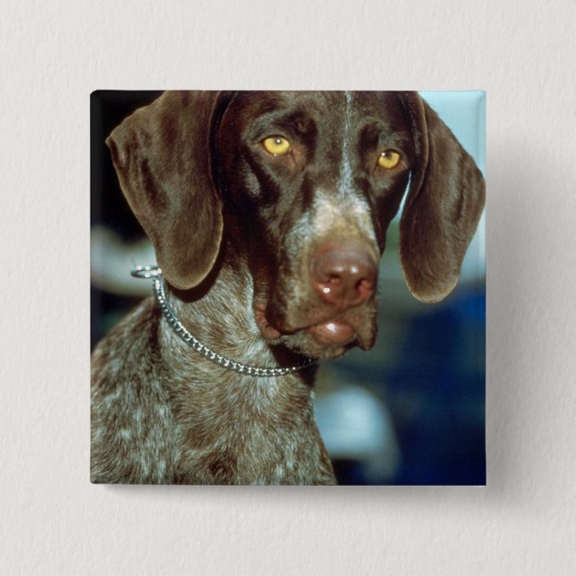 German Short-haired Pointer 15 Cm Square Badge (Front)