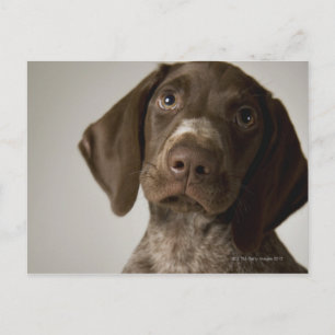 German Short-Haired Pointer puppy Postcard