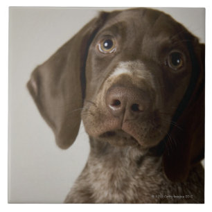 German Short-Haired Pointer puppy Tile