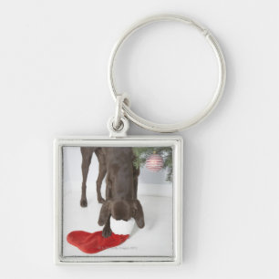 German short-haired pointer sticking snout in key ring