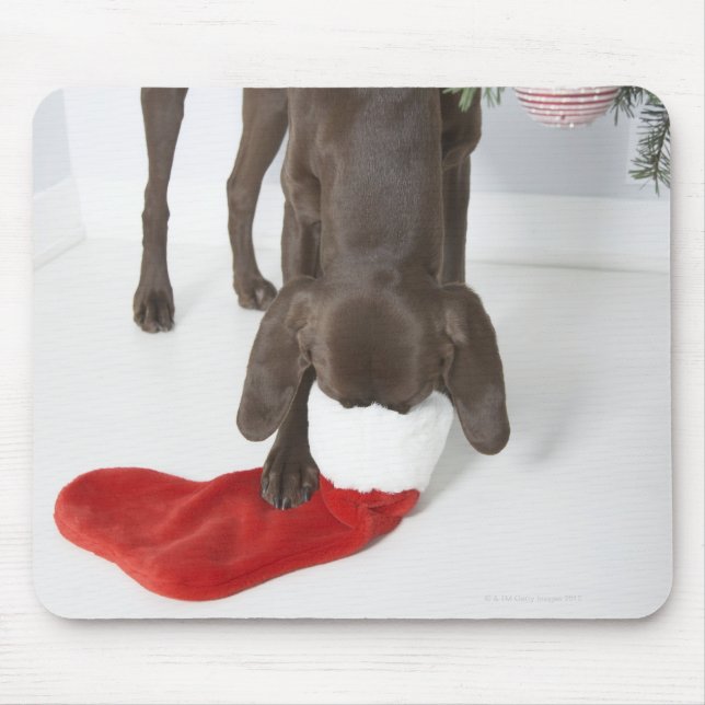 German short-haired pointer sticking snout in mouse mat (Front)