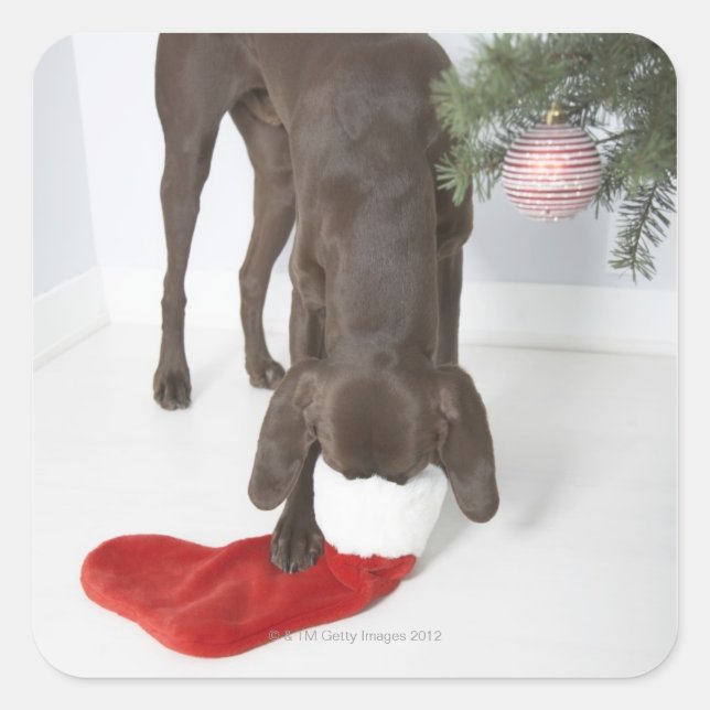 German short-haired pointer sticking snout in square sticker (Front)