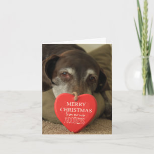 German Shorthaired Merry Christmas  New Address Holiday Card
