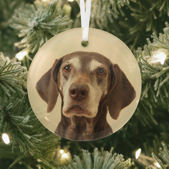 German shorthaired pointer christmas  glass tree decoration (Insitu)