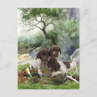 German Shorthaired Pointer cute puppies