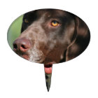 German Shorthaired pointer dog