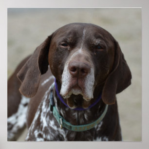 German Shorthaired Pointer Dog Poster
