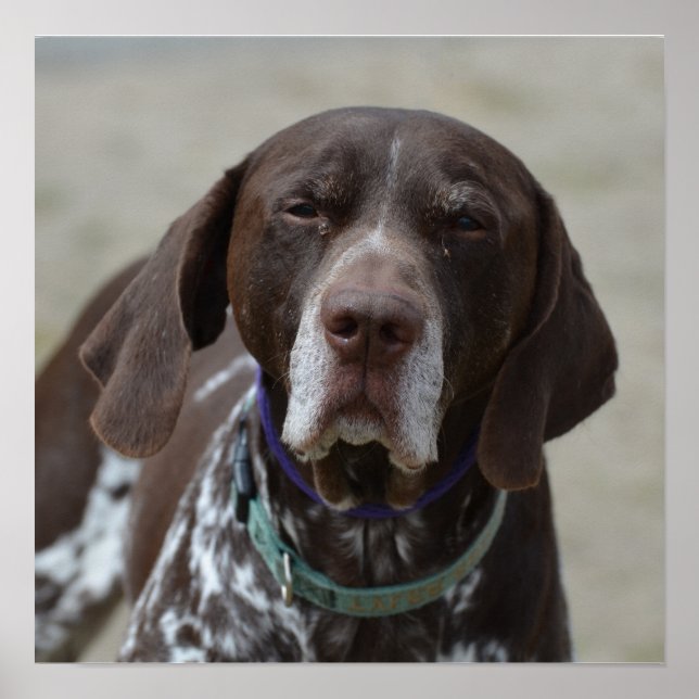 German Shorthaired Pointer Dog Poster (Front)