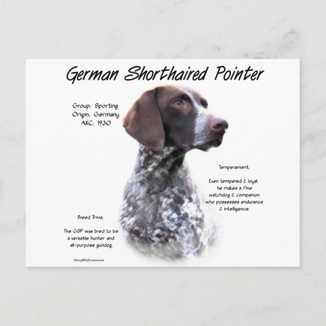 German Shorthaired Pointer History Design Postcard (Front)