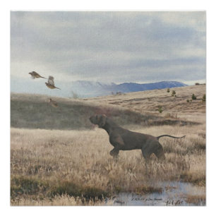 German Shorthaired Pointer hunt quail , Art Poster