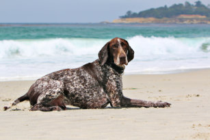 German Pointer Ties Zazzle Uk