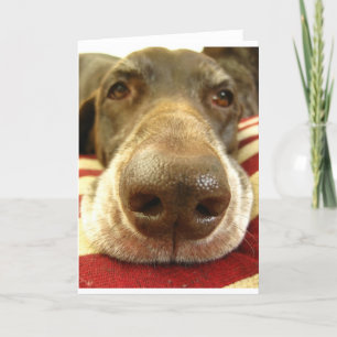 german shorthaired pointer nose card