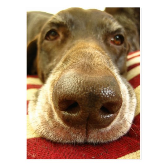 german shorthaired pointer nose postcard
