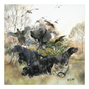 German Shorthaired pointer Photo Print