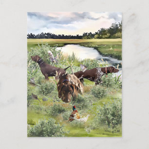German Shorthaired pointer   Postcard