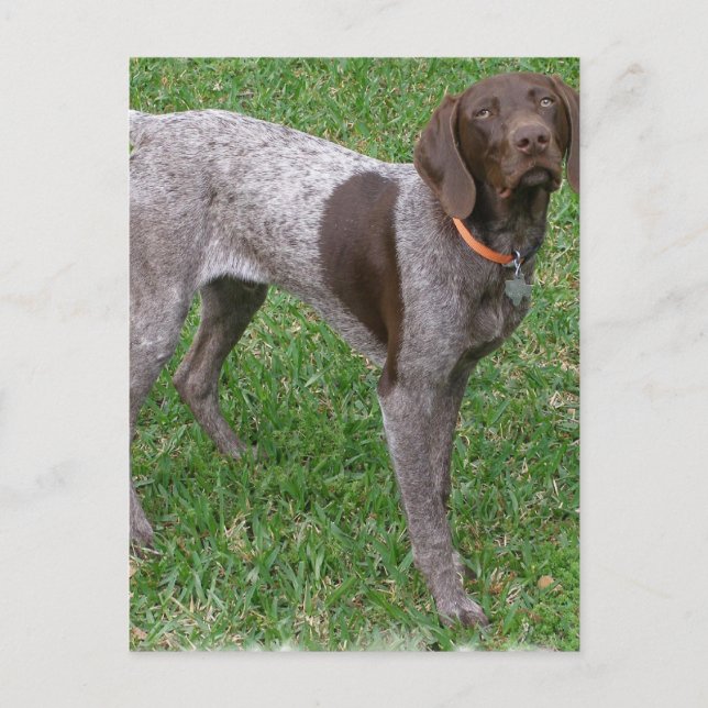 German Shorthaired Pointer Postcard (Front)
