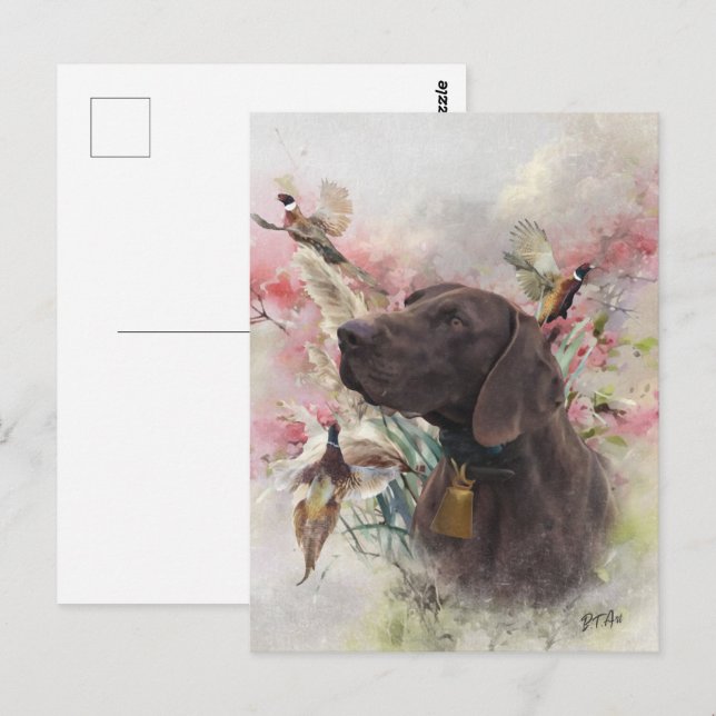 German shorthaired pointer  postcard (Front/Back)