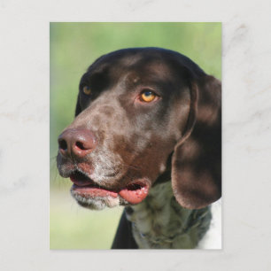 German Shorthaired Pointer Postcard