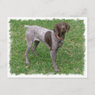 German Shorthaired Pointer Postcard