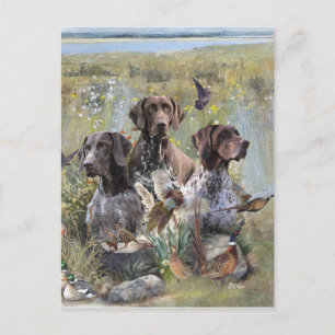 German Shorthaired Pointer Postcard