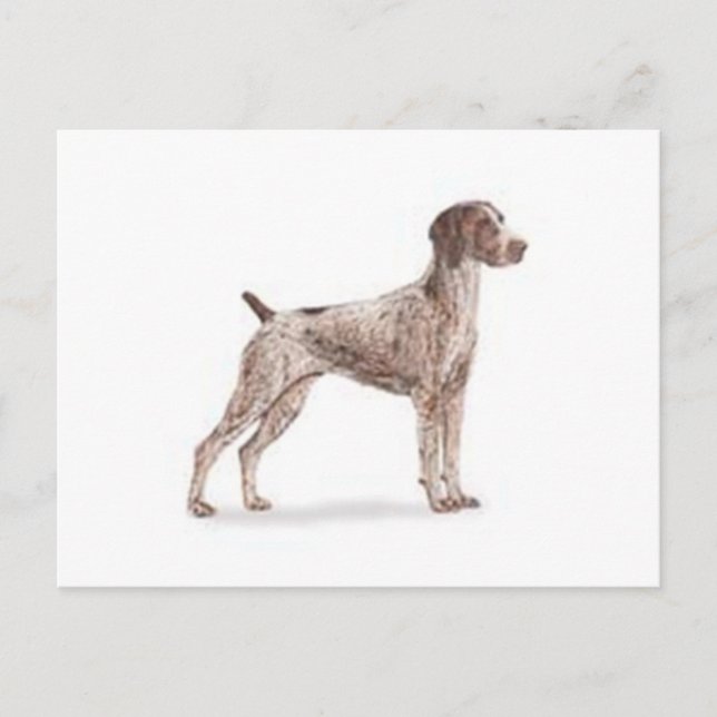 German Shorthaired Pointer Postcard (Front)