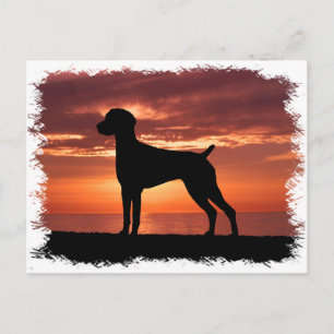 German Shorthaired Pointer Postcard