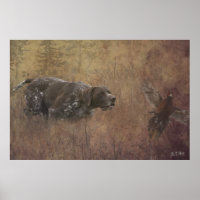 German Shorthaired Pointer