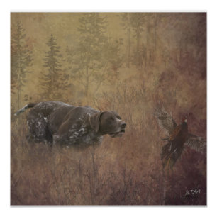 German Shorthaired Pointer Poster