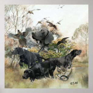 German Shorthaired pointer Poster