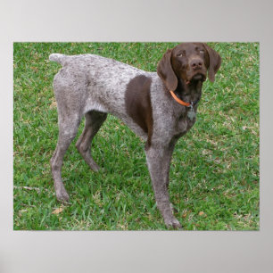 German Shorthaired Pointer Poster