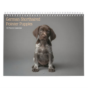 German Shorthaired Pointer Puppies 2027 Calendar