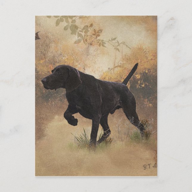 German Shorthaired Pointer ready to hunt Gift Box  Postcard (Front)
