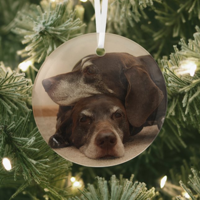 German Shorthaired Pointer Sisters  Glass Tree Decoration (Insitu)