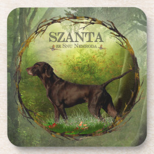 German Shorthaired Pointer ,,SZANTA from Nemrod's Coaster