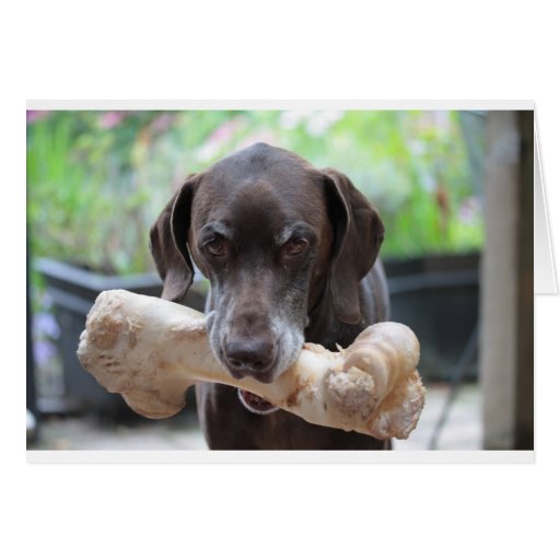 Image of German shorthaired pointer with bone