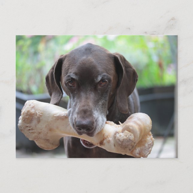 German shorthaired pointer with bone postcard (Front)