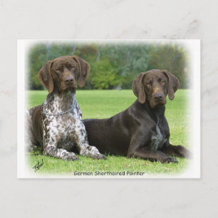 German Shorthaired Pointers 9J37D-09 Postcard