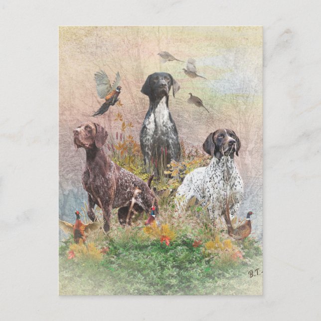 German Shorthaired Pointers (GSP) Postcard (Front)