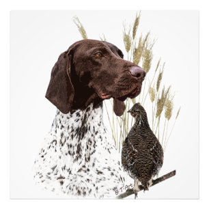 German Shorthaired Pointers (GSP) Postcard Coffee  Photo Print